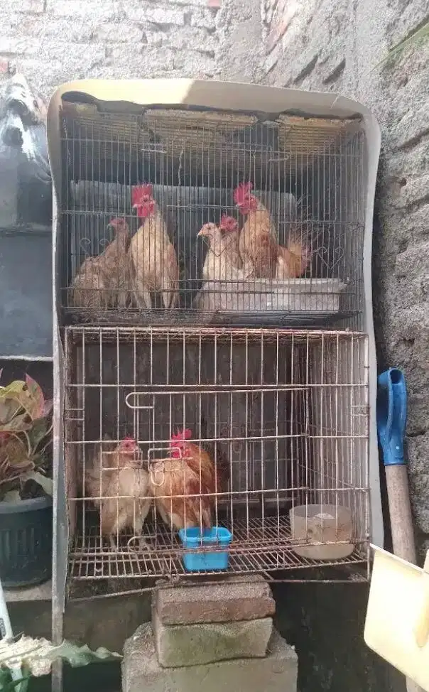 Ayam kate serama 10 ekor