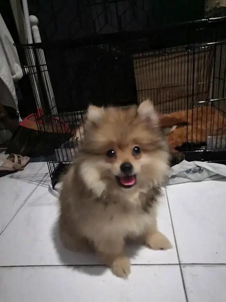 Anak anjing lucu minipom mini pom betina