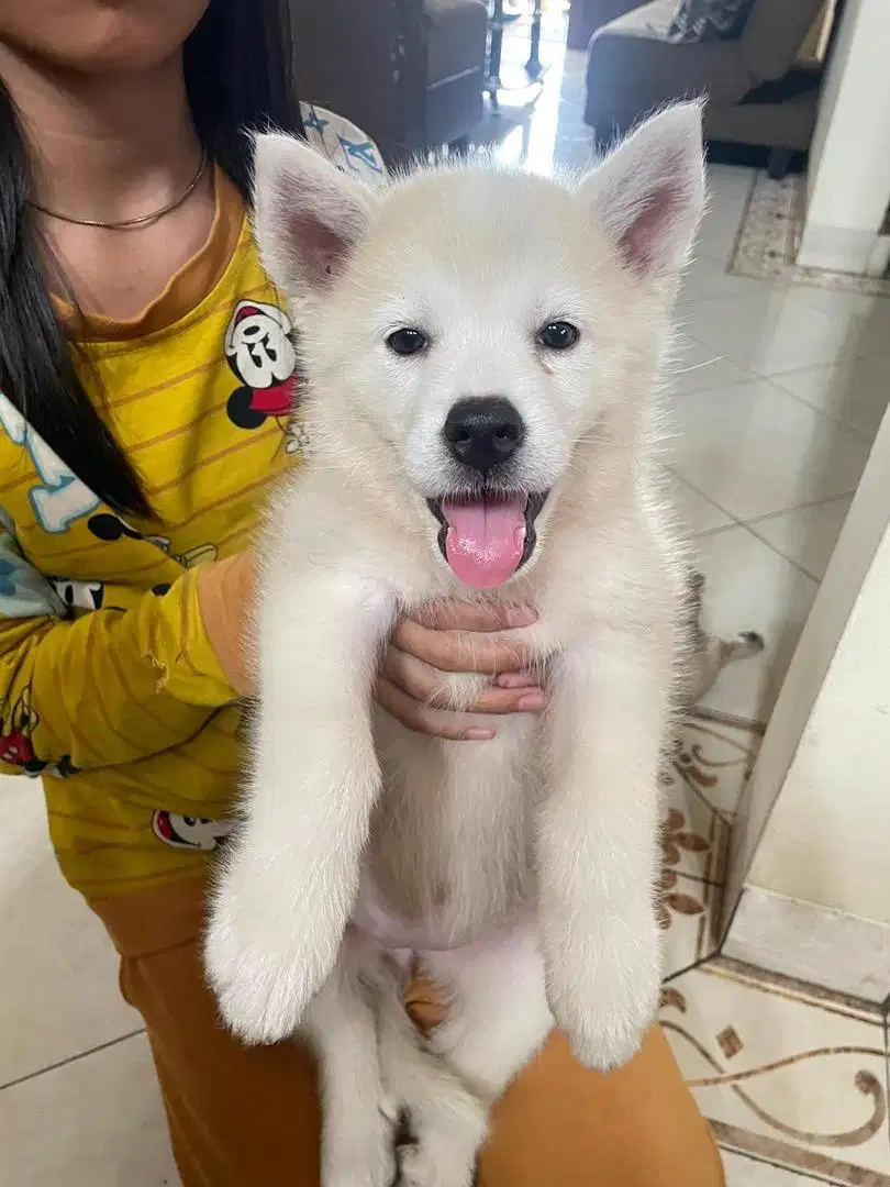 Anak anjing lucu siberian husky betina