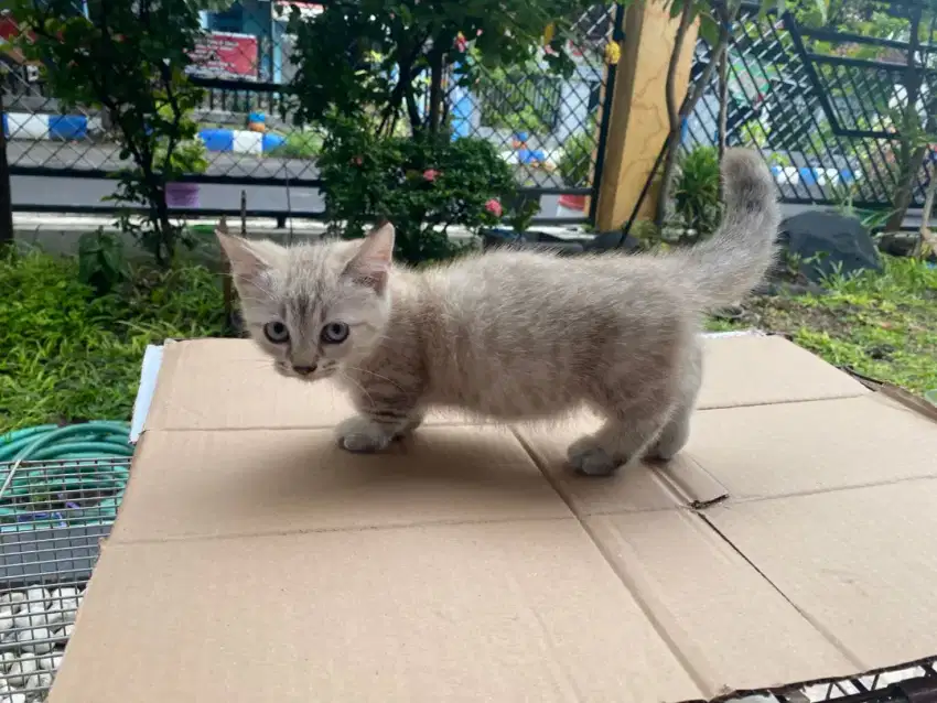 Kucing Munchkin shorthair/cebol BSH/kaki pendek British shorthair