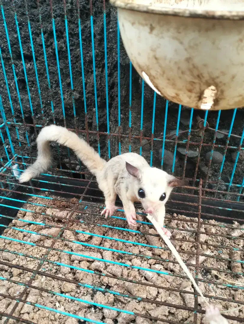 Sugar Glider platmoz betina