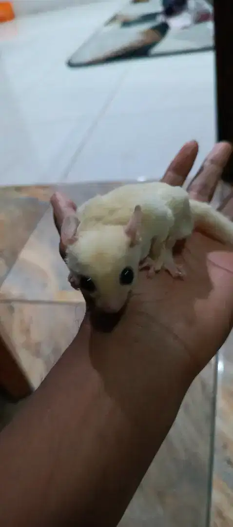 SUGAR GLIDER LEU LENGKAP KANDANG NYA