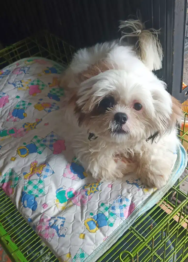 SHIHTZU JANTAN 3,5 BULAN