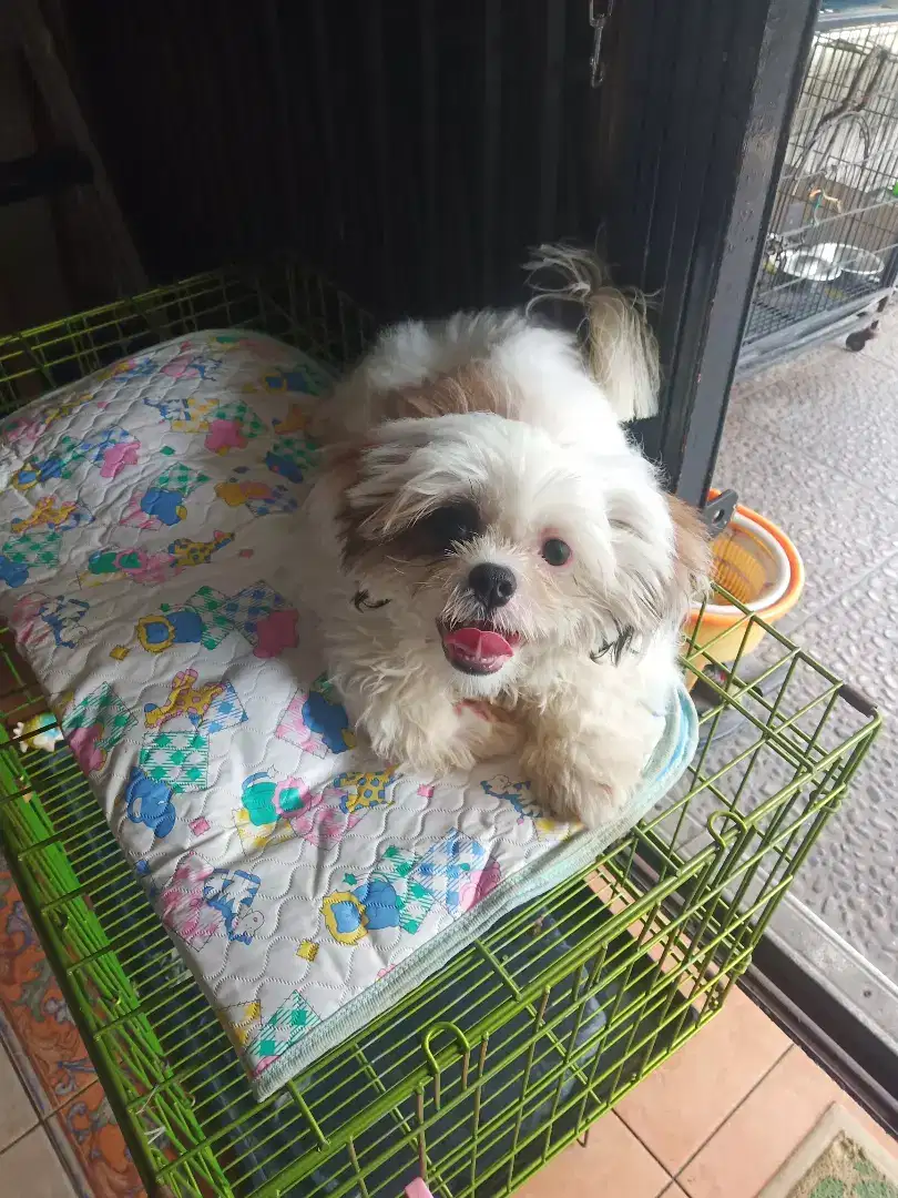 ANJING SHIHTZU JANTAN 3,5 BULAN