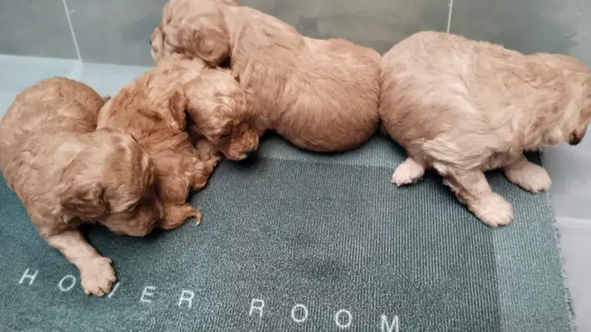 4 Poodle Puppies Apricot