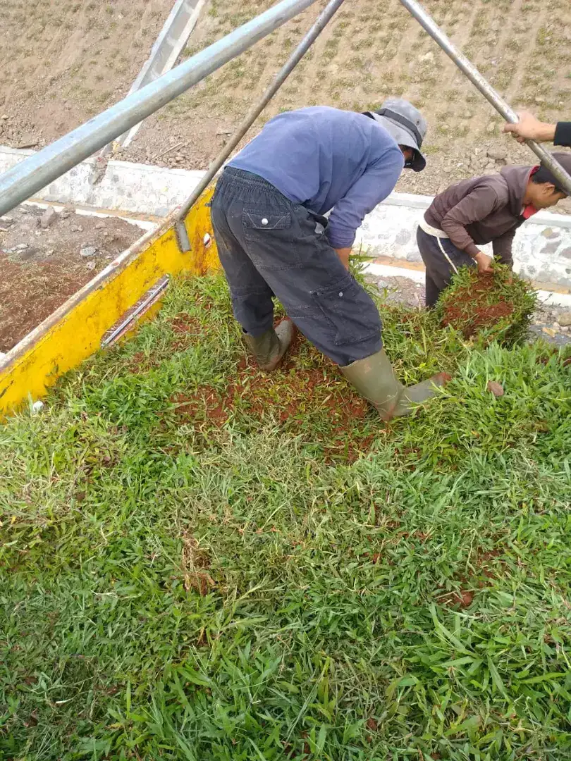 Rumput gajah biasa