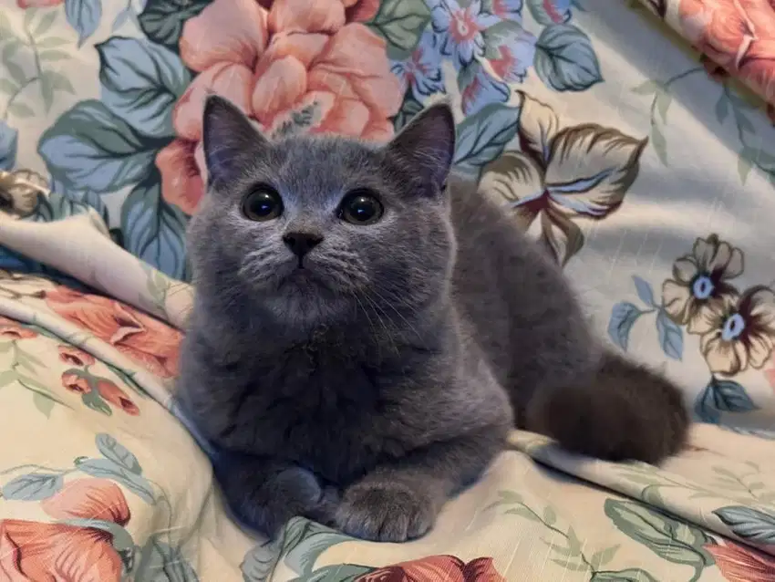 British shorthair betina