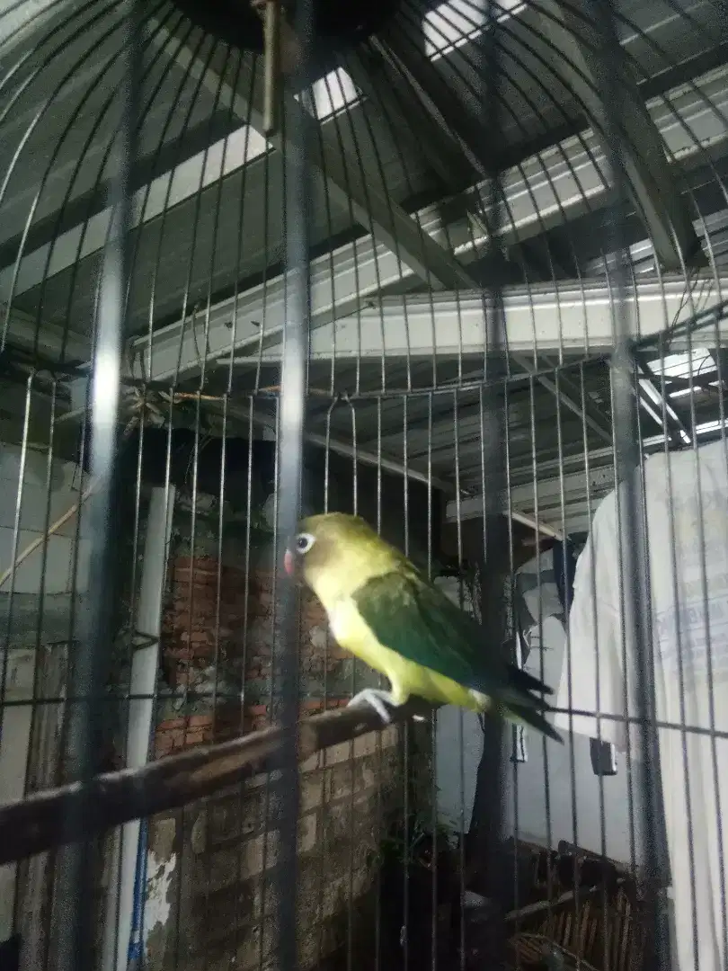 love bird+kandang