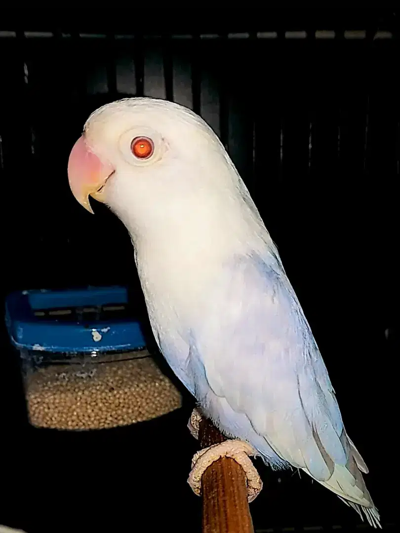 Love bird Pf Blue Betina