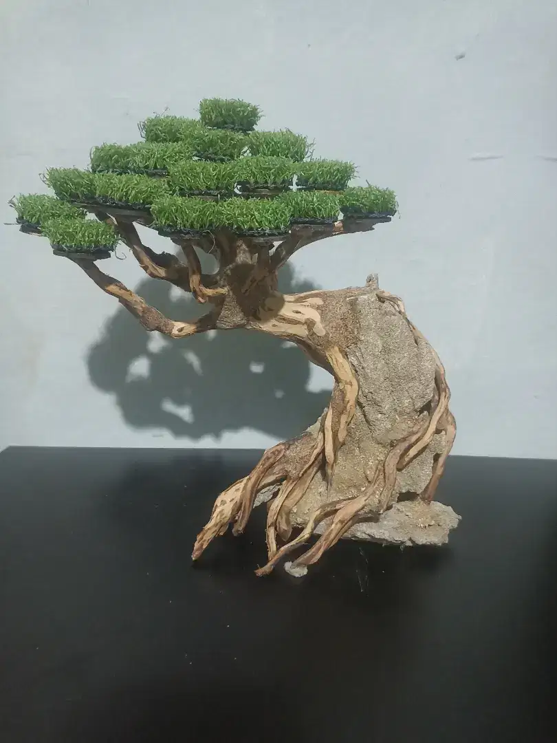 Bonsai Aquascape