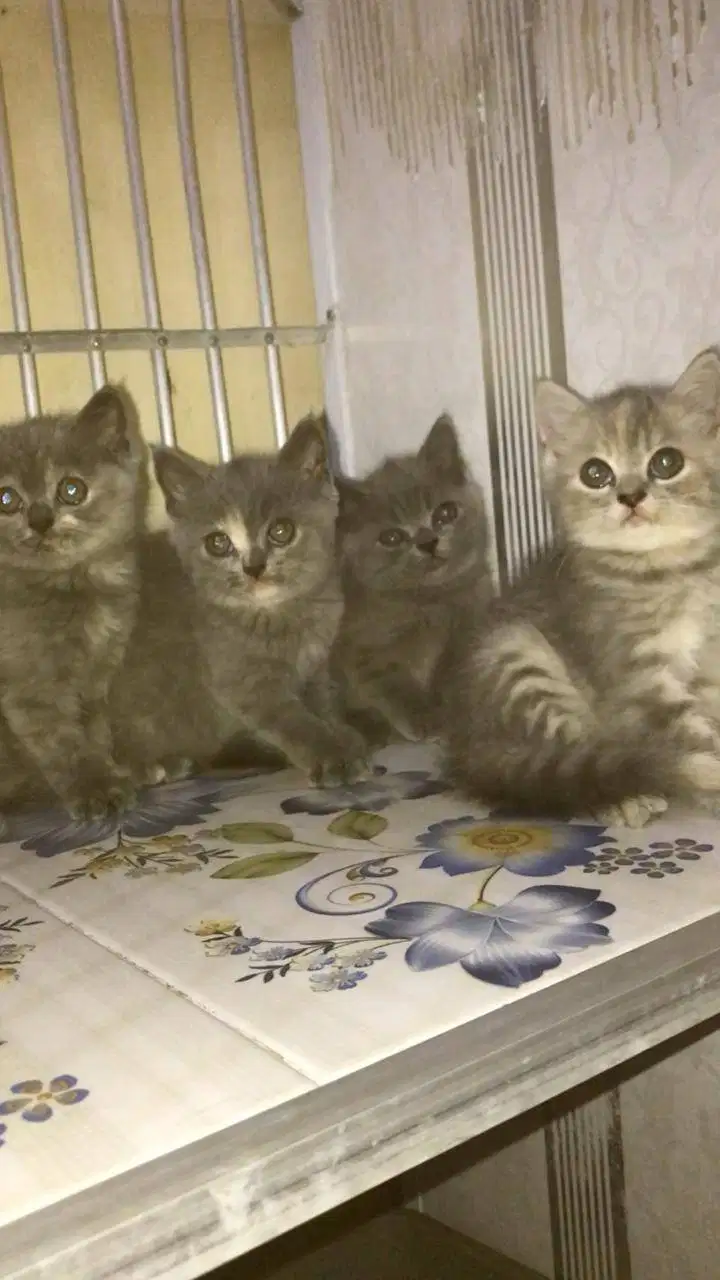 KITTEN BRITISH SHORTHAIR 2BULAN