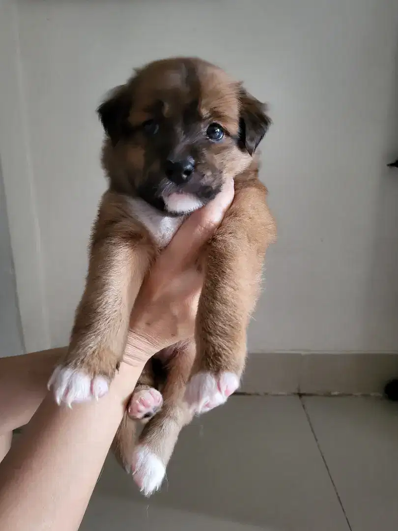 anakan anjing labrador mix kokoni