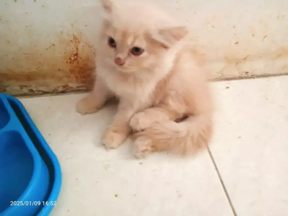 Kucing Persia Jantan umur 5 bln, Flatnose Sehat Lucu lincah