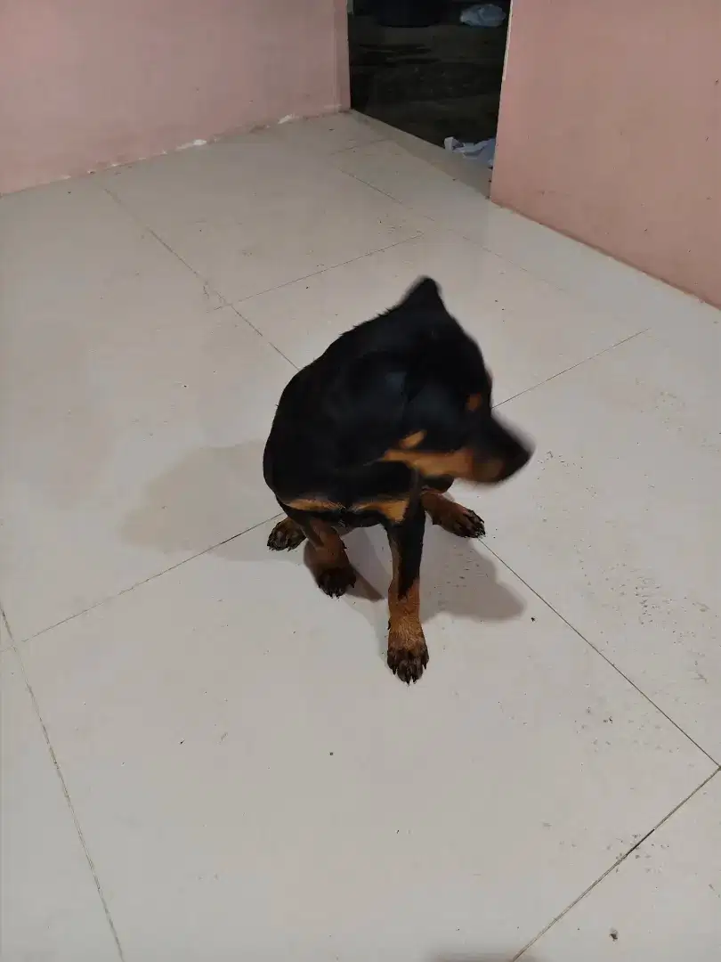 Dijual anak anjing rottweiler