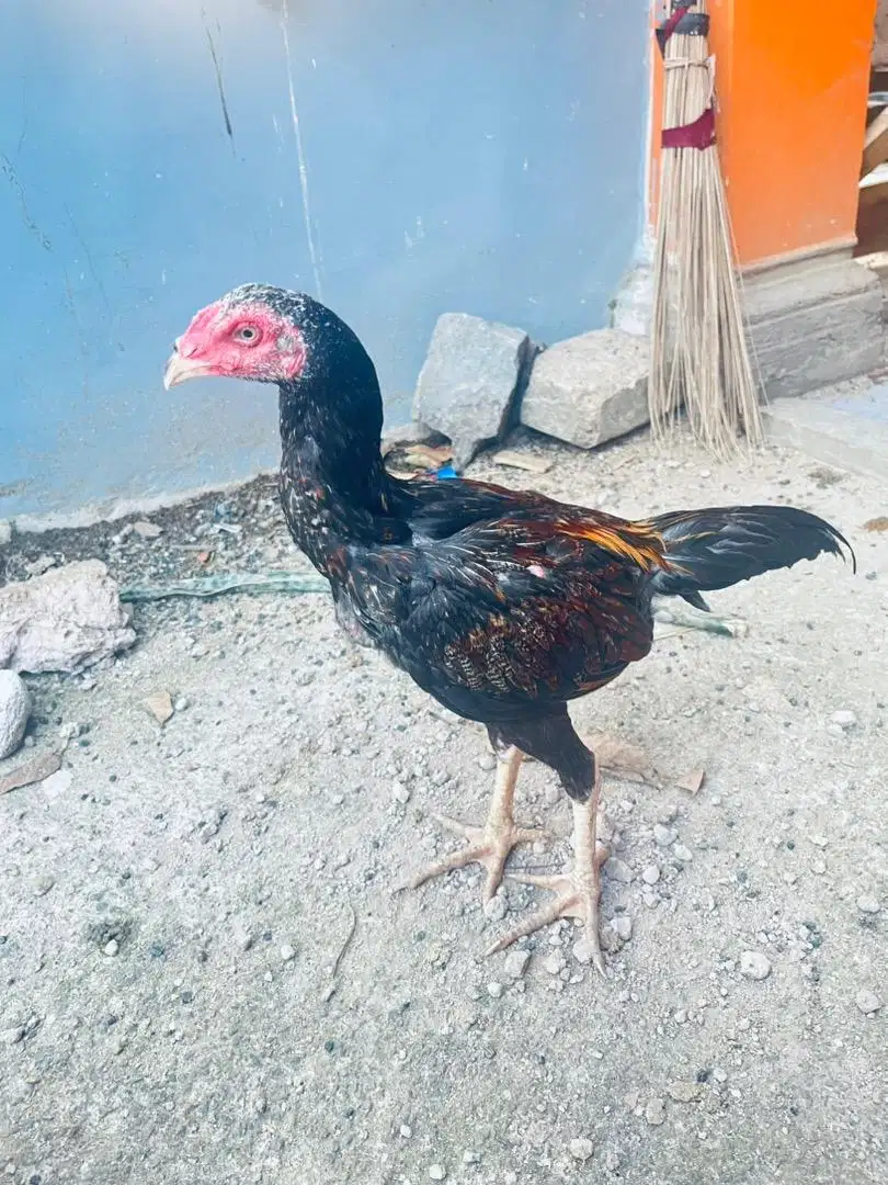 Ayam bangkok jenis mangon