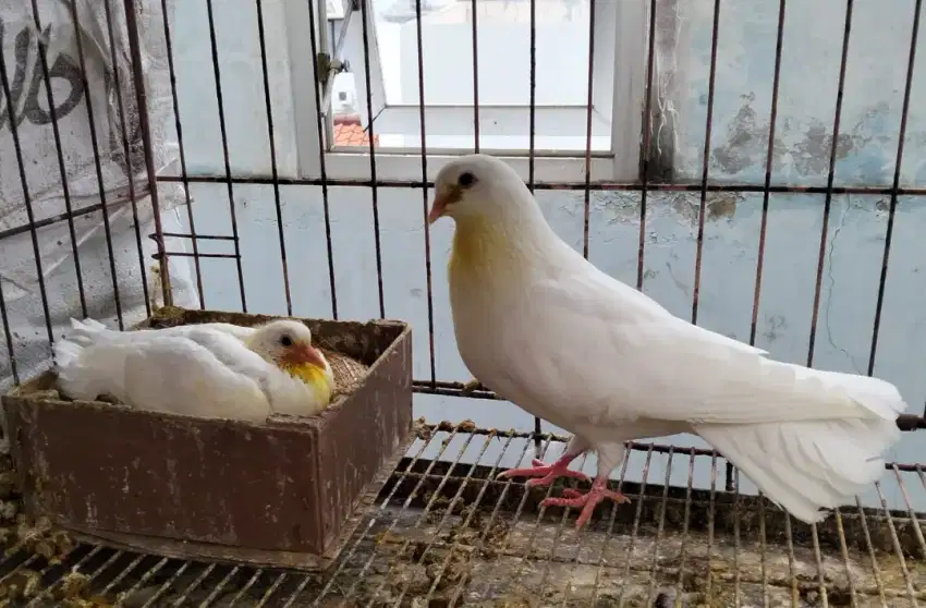 Merpati warna bagus dan unik