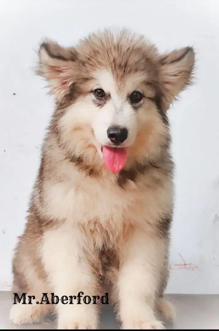 Alaskan puppy 4 bulan