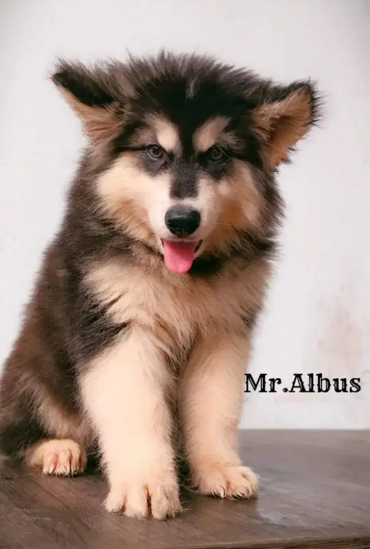 Puppy alaskan murah