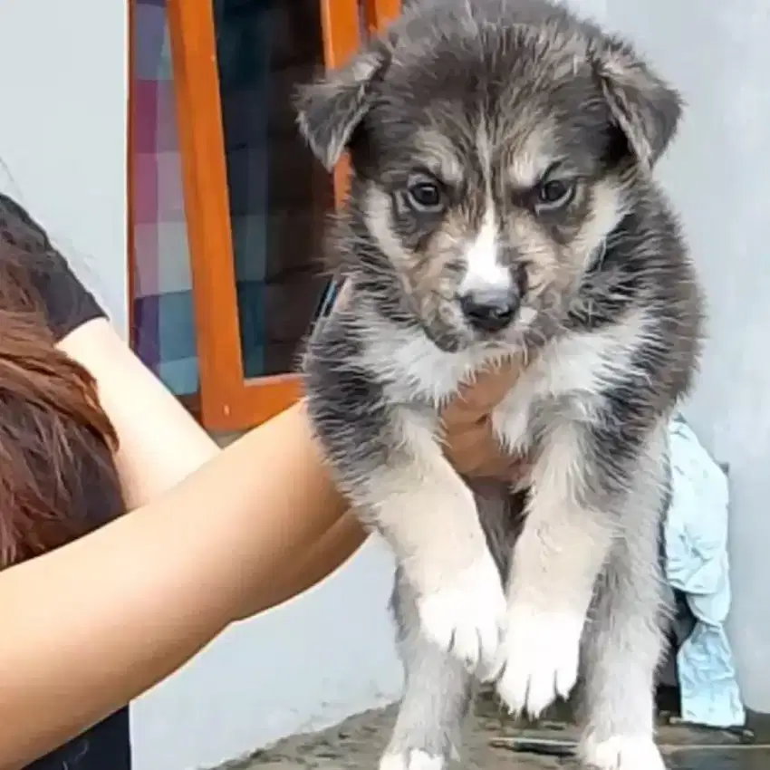 Husky mix Herder Jantan