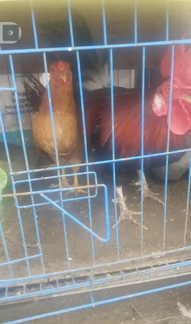 Ayam kate sepasang siap produksi