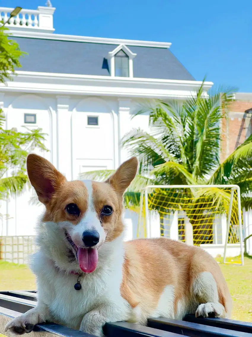 Welsh corgi betina