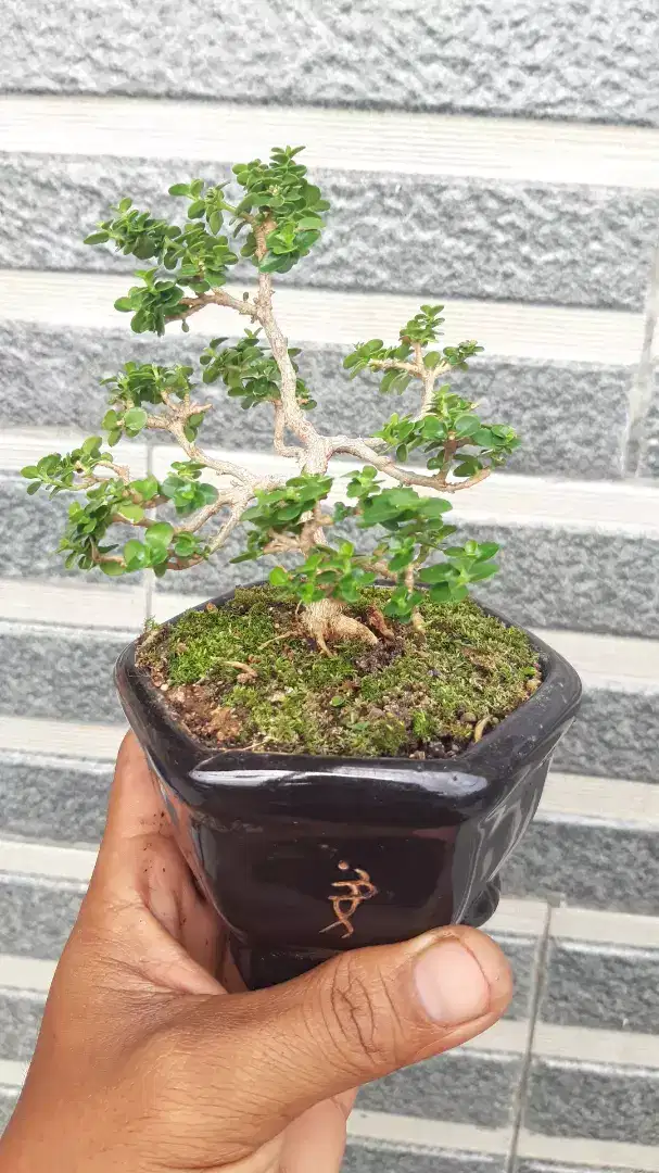 Bonsai sancang Mame