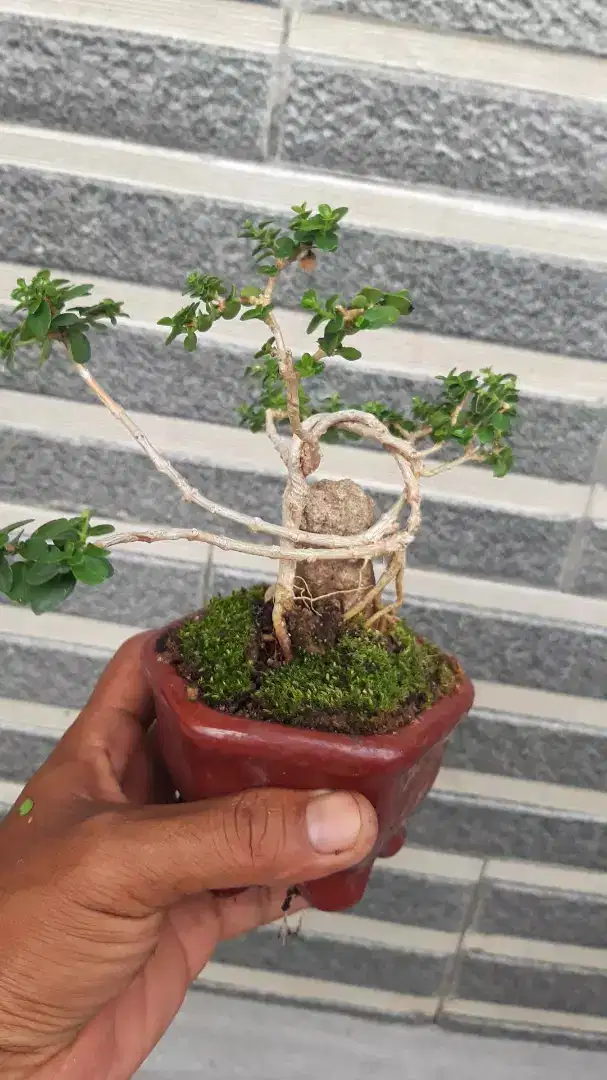 Bonsai sancang mame/mini