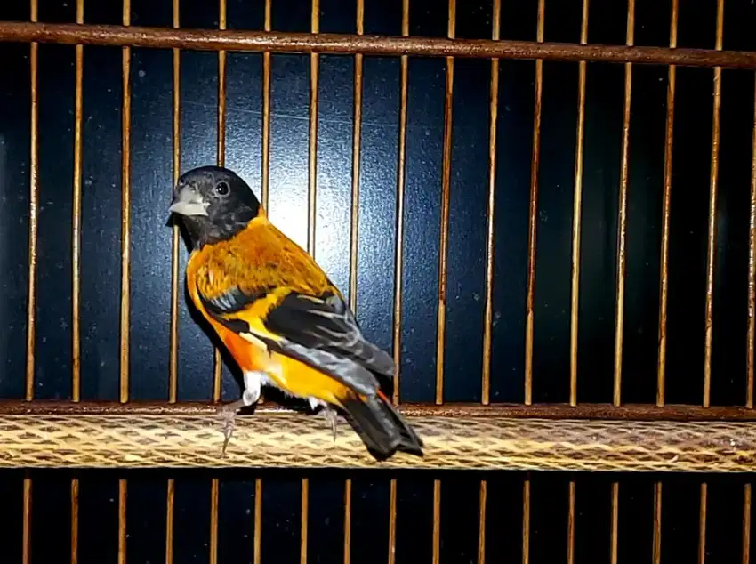 Kenari Red Siskin Gacor