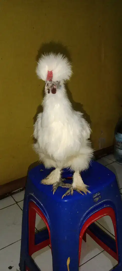 Ayam hias kapas silki dewasa