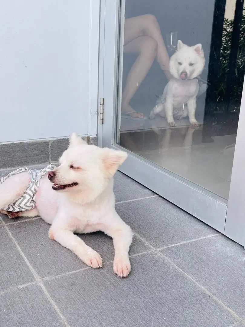 di dual anjing pomeranian saya mau pulang kampung