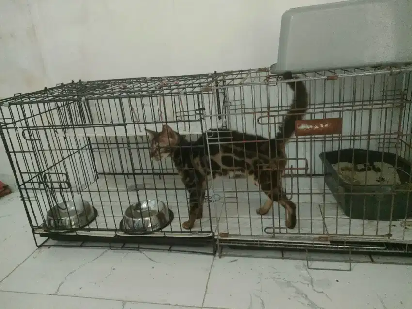 Kucing belang charcoal