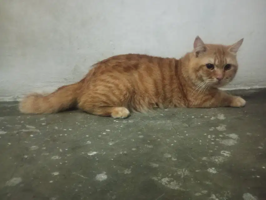 munchkin pejantan 2 tahun