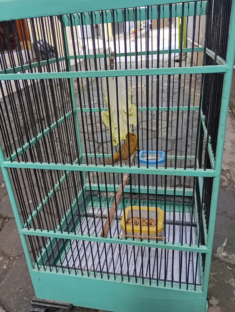 Jual burung kenari lokal