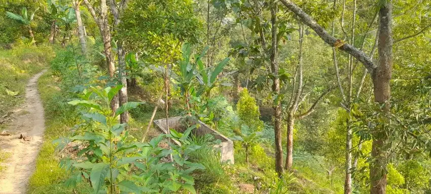 Jual Kebun Cengkeh dan Durian