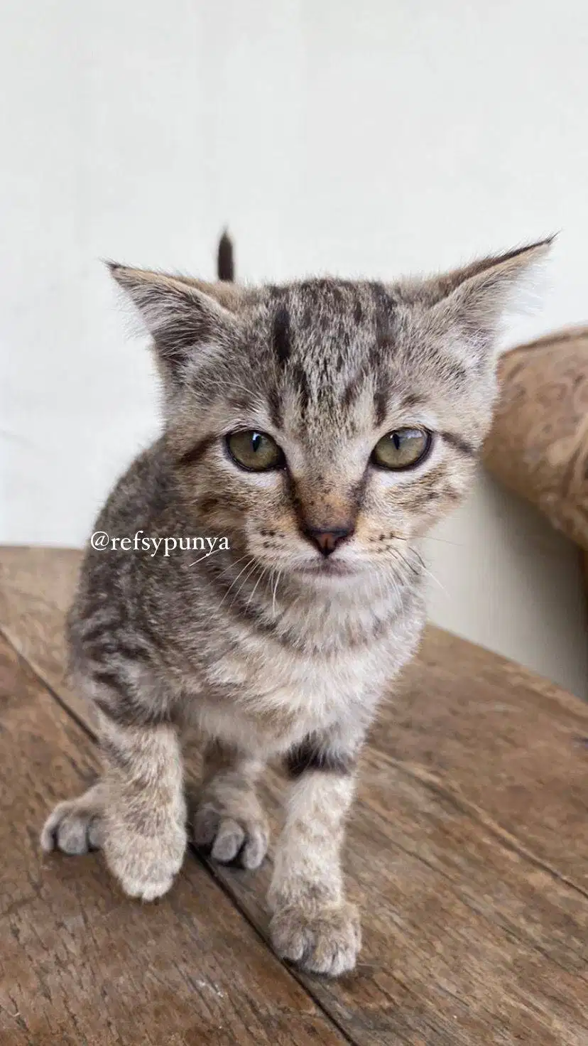 Kucing Scottish Fold