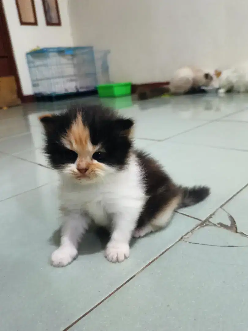 Kucing Persia Medium