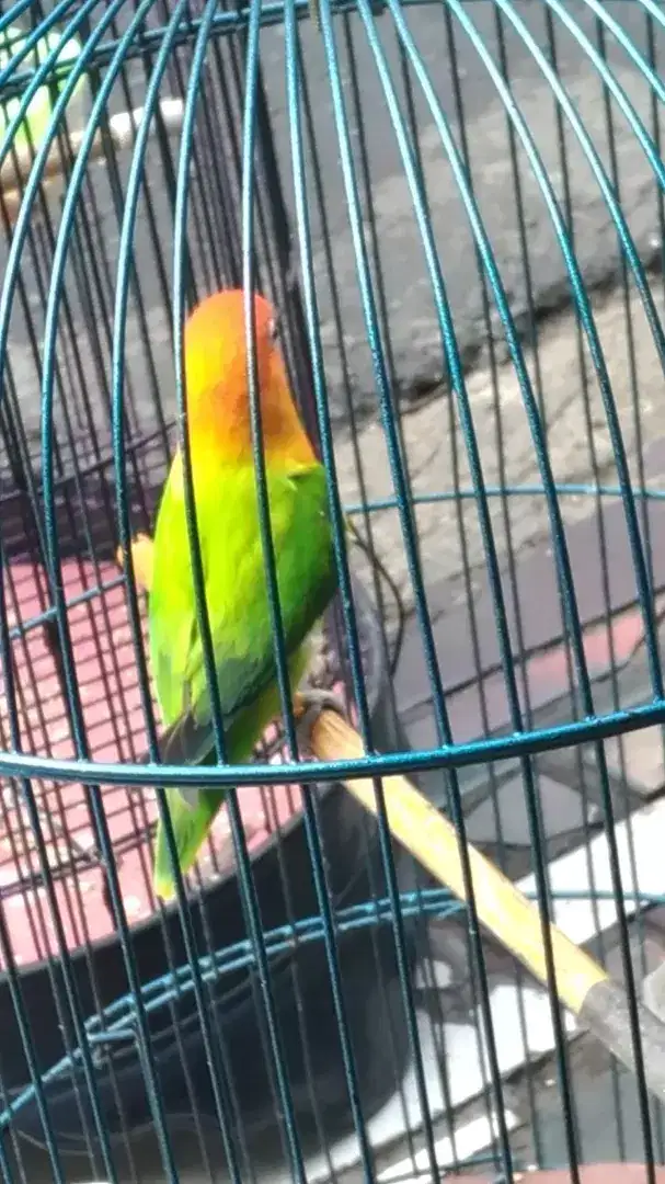 Lovebird biola green (Jantan)