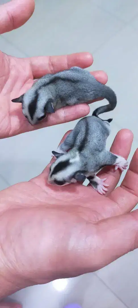 Sugar glider clasic grey