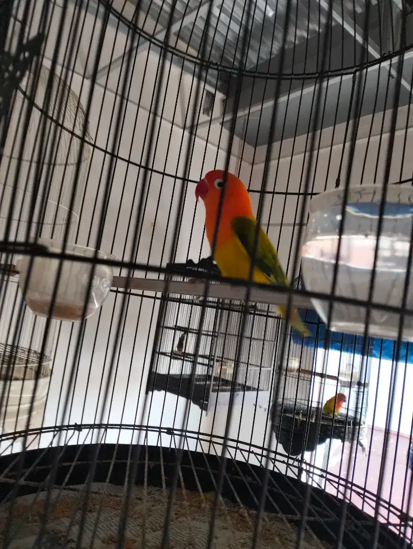 JUAL LOVEBIRD 9 EKOR