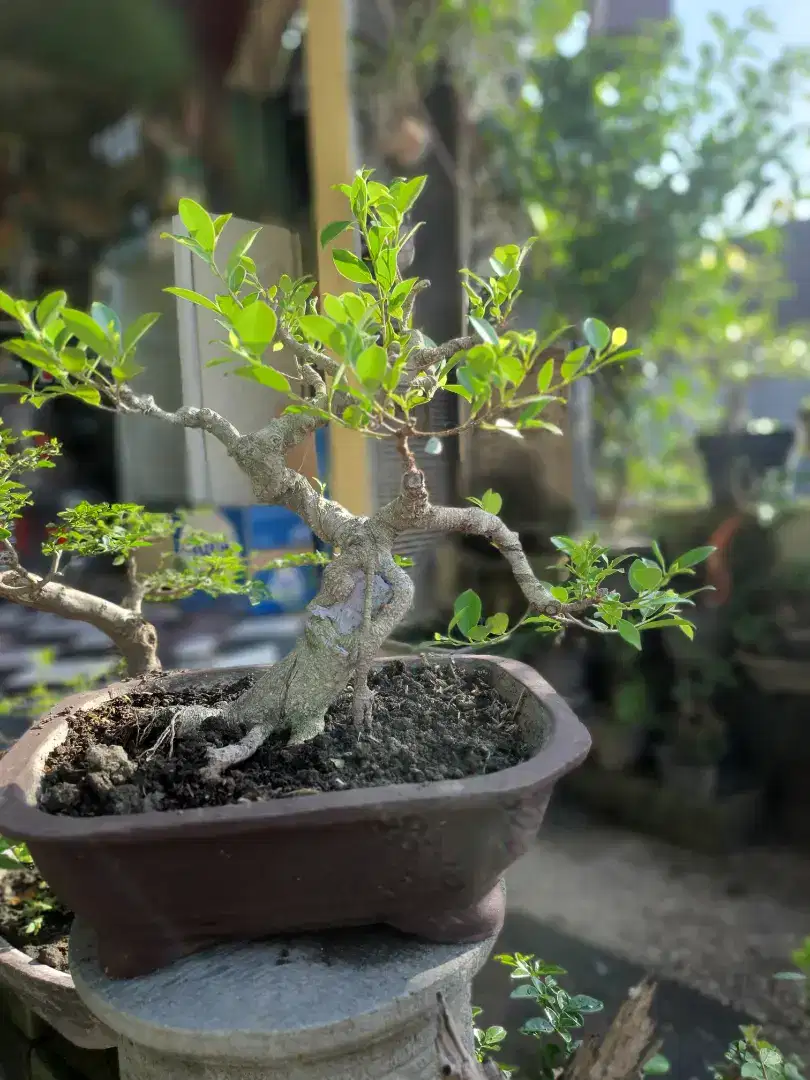 Bonsai kimeng prospek