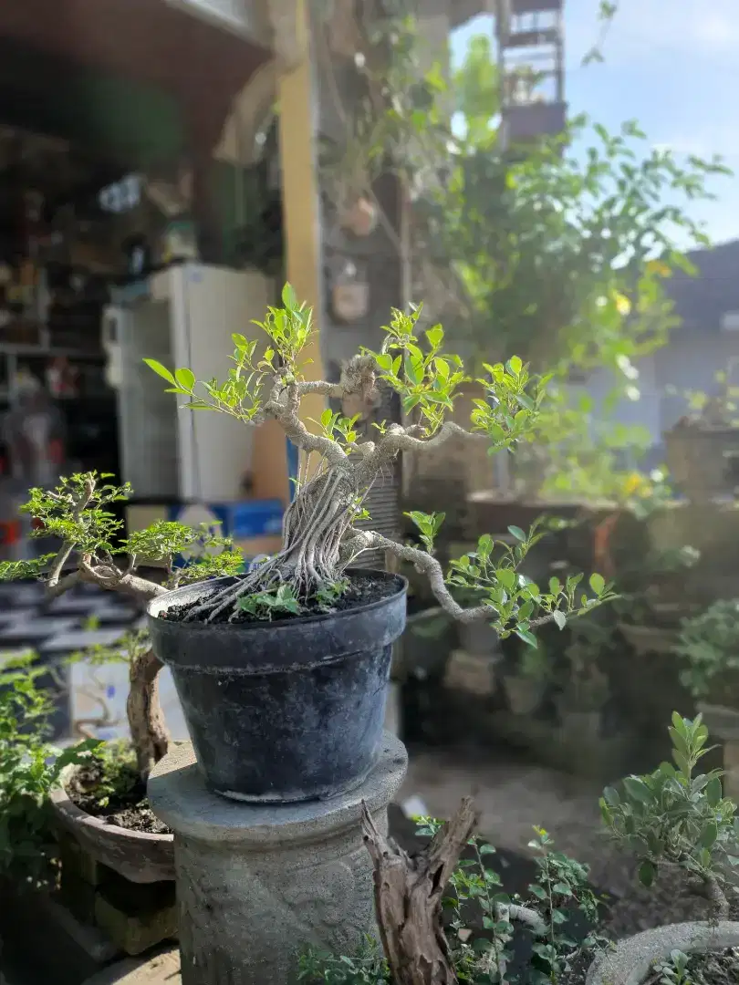 Bonsai kimeng jenggot Naga