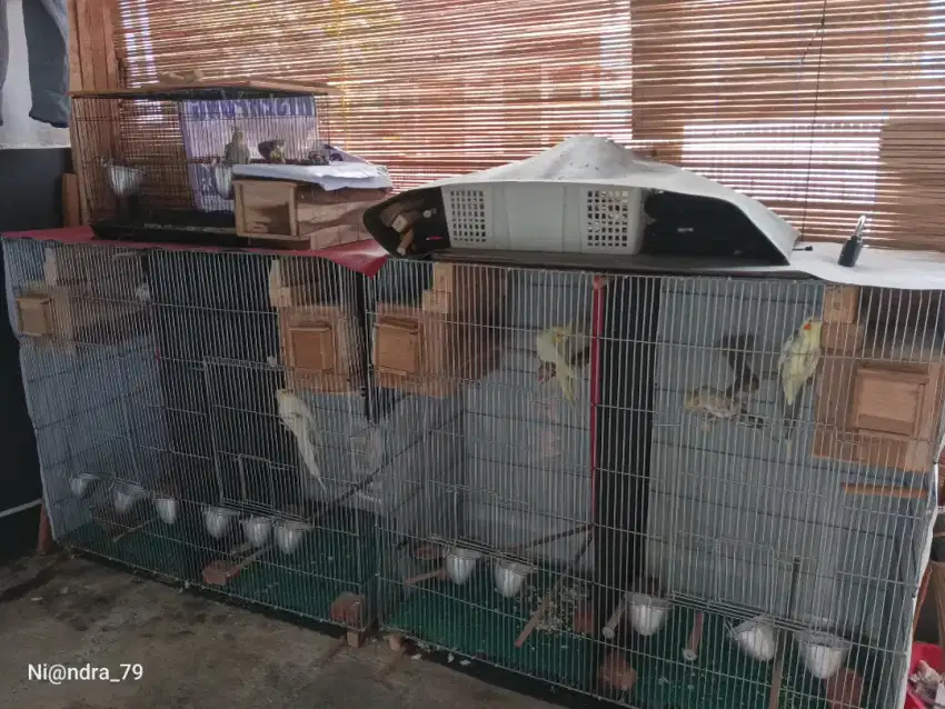 Burung Falk ( parkit Australia)