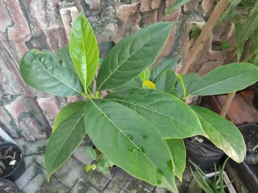 Tanaman Pohon Nangka Jackfruit Usia 2 Tahun