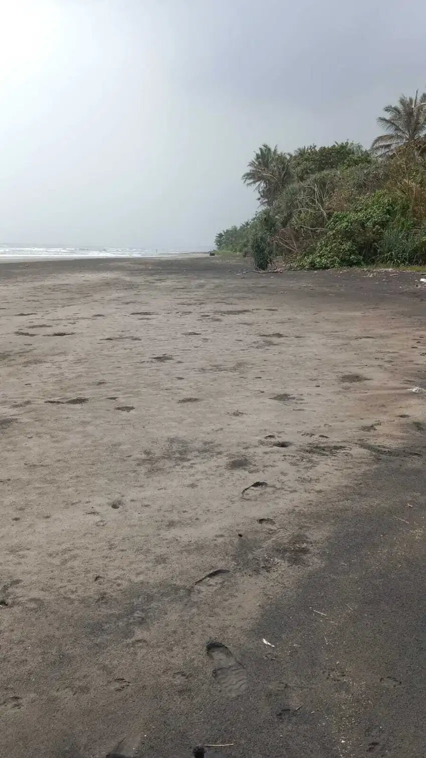 Tanah 50are, Murah di Tepi Pantai Pekutatan, Jembrana, Bali