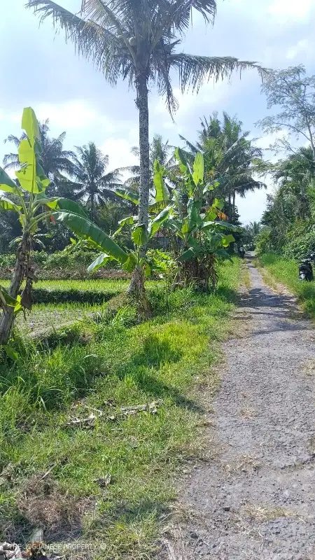 Di jual tanah shm sawah dekat kampus