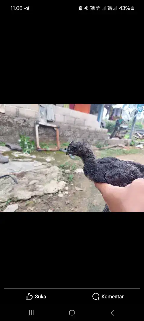 Ayam Cemani Di Lampung