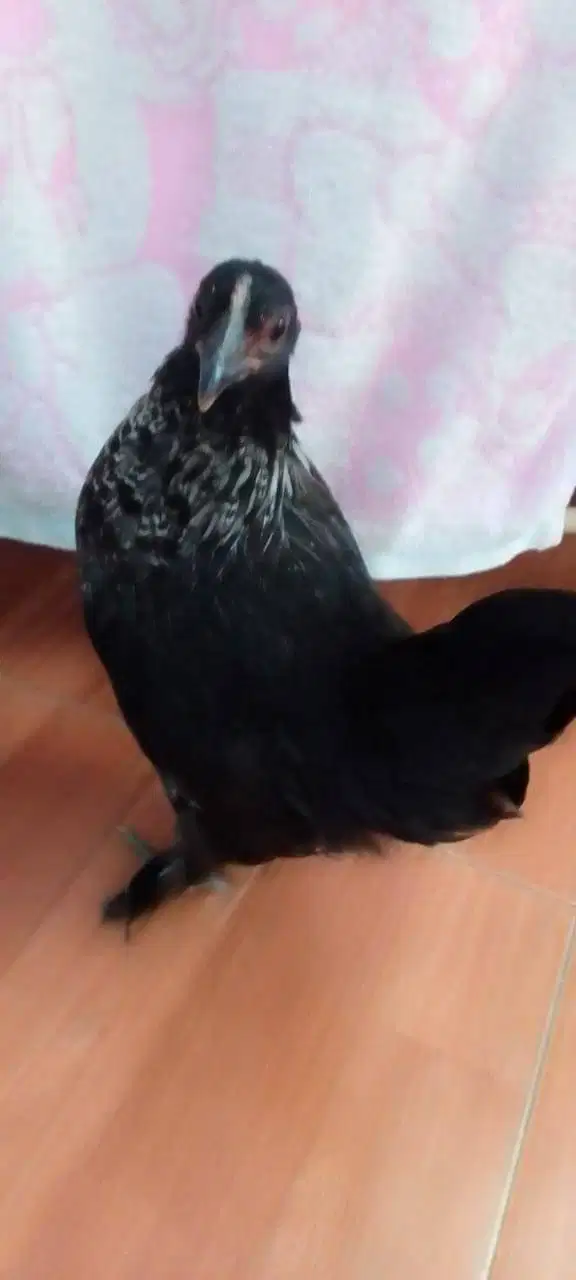 AYAM BRAHMA KATE /BANTAM CHOCIN KATE 6 BLN / PULLET/ AYAM BETINA
