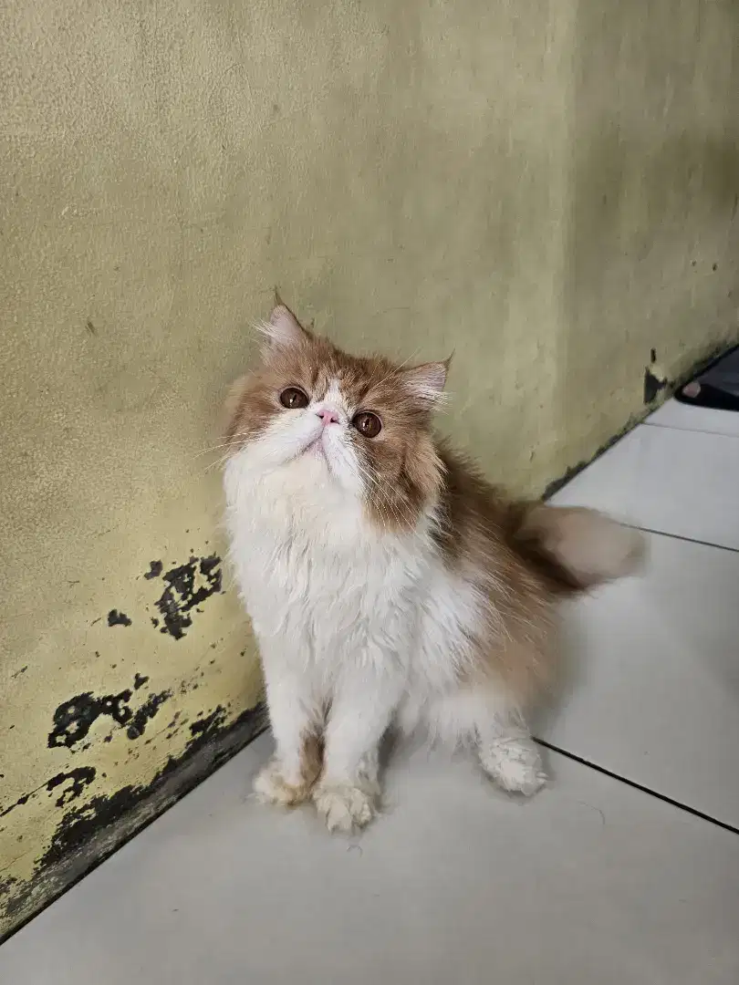 Kucing Persia Peaknose Jantan