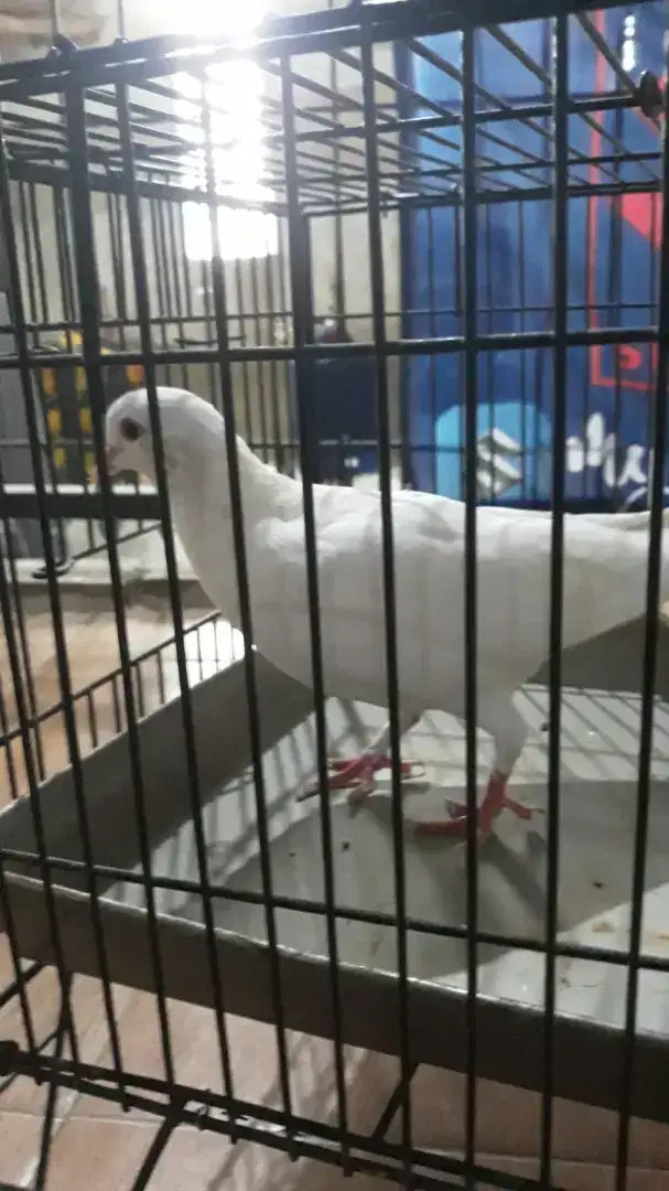 Burung merpati betina