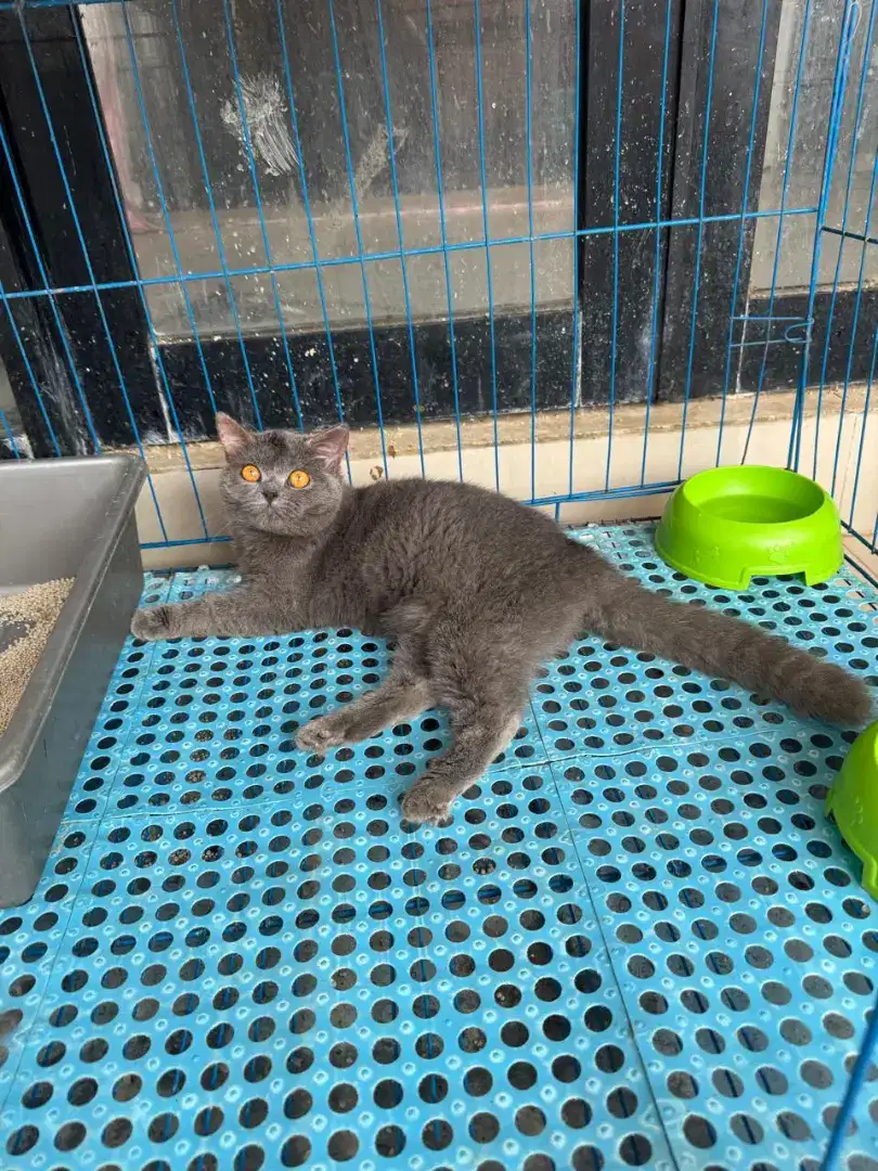 kucing kitten british shorthair betina 100% pure